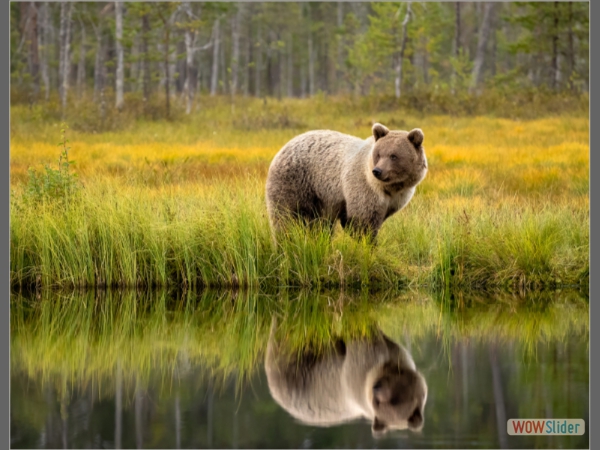 Bear Refections - Jane Barrett
