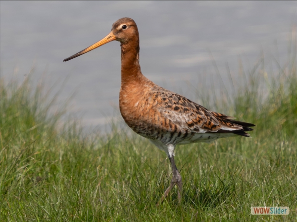 Black Tailed Godwit - Shirley Radden