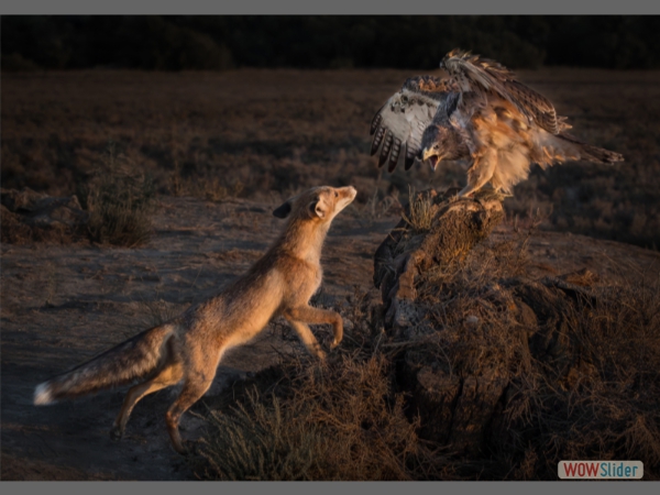 Bonelli's Eagle Fends off Iberian Fox - Victoria Andrews - Best Colour Print