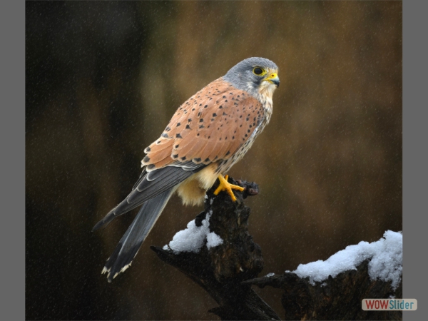 Kestrel with Prey in Snow - Colin Bradshaw