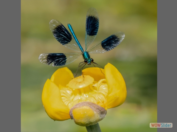 Male Banded Demoiselle on Water Lily - Charles Whitfield-King