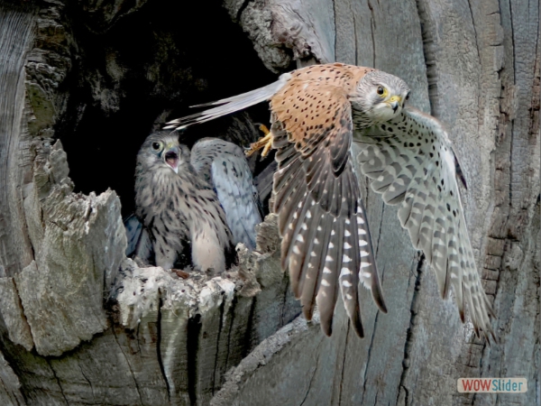 Male Kestrel Leaving Nest - Nicky Cope
