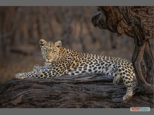 Relaxed Leopard on Log - Annie Nash