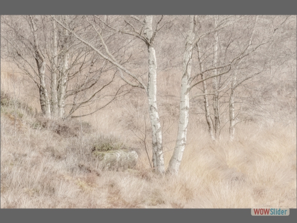 Silver Birches in Winter - Chris Thurston