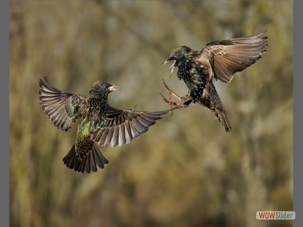 Squabbling Starlings - Chris Aldred