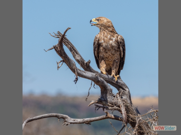Tawny Eagle - Paul Wild