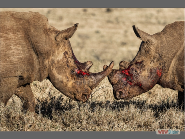 Territorial Dispute - Derek Howes