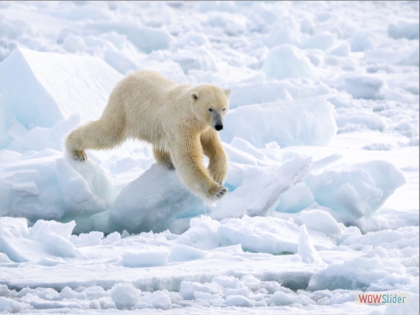 Traversing the Ice Flow - Jane Barrett